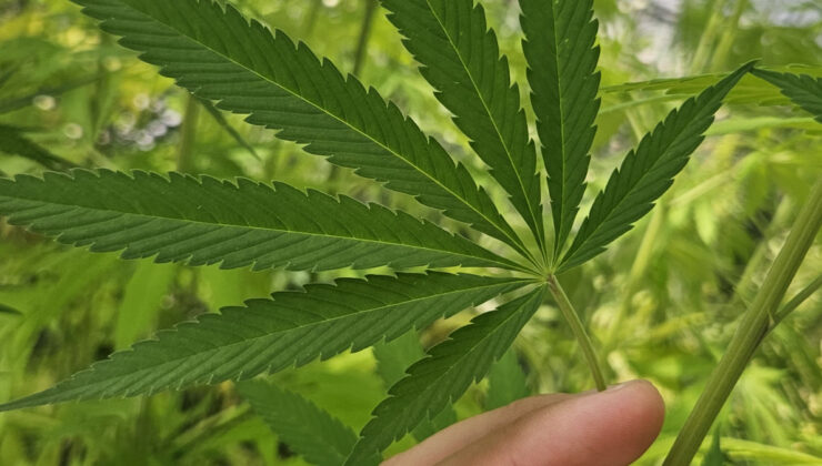 Tıbbi kenevirin eczanelerde satışı yakında mümkün olacak