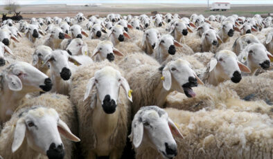 TİGEM Amasya’da 2 bin kuzu satacak