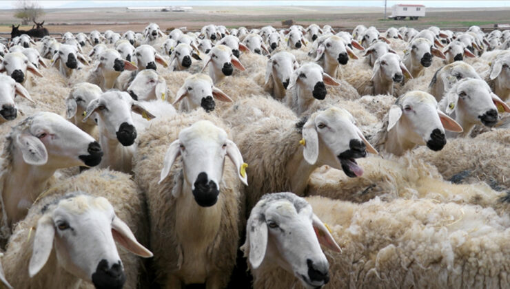 TİGEM Amasya’da 2 bin kuzu satacak