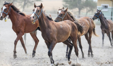 TİGEM’den 59 safkan Arap koşu tayı satışı