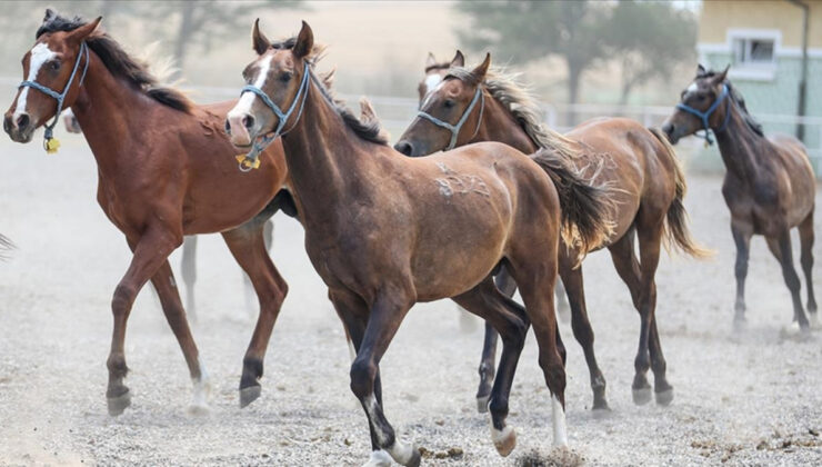 TİGEM’den 59 safkan Arap koşu tayı satışı