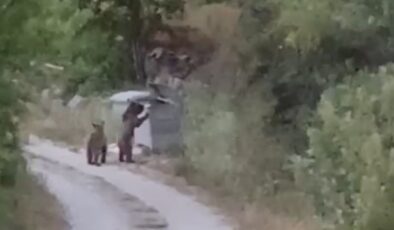 Tokat’ta köye inen ayıları ”gülümse çekiyorum” diyerek kayıt altına aldı