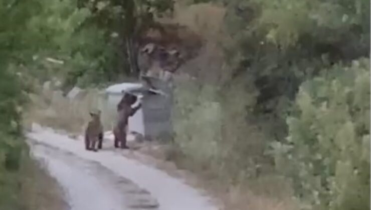 Tokat’ta köye inen ayıları ”gülümse çekiyorum” diyerek kayıt altına aldı