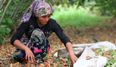 Trabzon’da fındık personellerine ödenecek sayı açıklandı