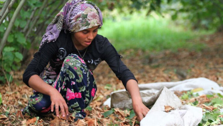 Trabzon’da fındık personellerine ödenecek sayı açıklandı