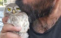 Tunceli’de baykuş kendisiyle ilgilenen vatandaştan ayrılamadı