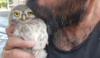 Tunceli’de baykuş kendisiyle ilgilenen vatandaştan ayrılamadı