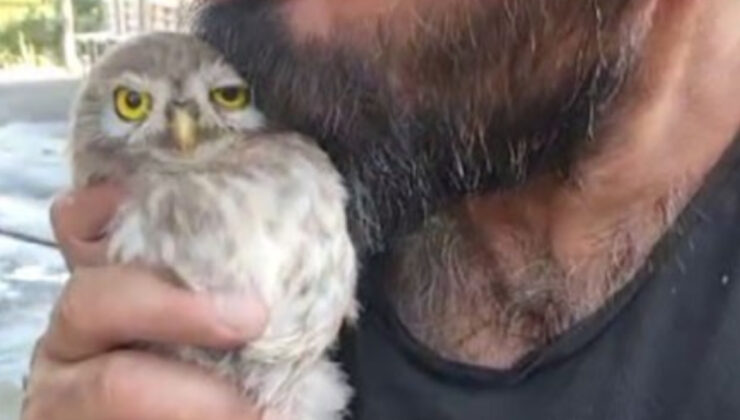 Tunceli’de baykuş kendisiyle ilgilenen vatandaştan ayrılamadı