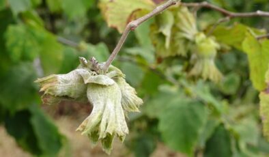Türkiye’nin fındık üretiminde büyük kayıp