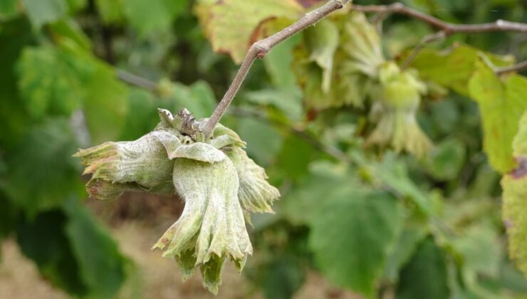 Türkiye’nin fındık üretiminde büyük kayıp