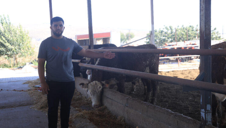 Uruguay’dan Hatay’a getirilen ve kaybolan anguslar için besiciden kıymetli ikaz