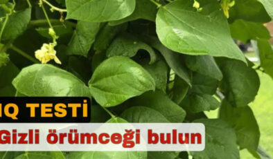 Üstün zeka testi: Örümceği gören “zekiyim” diyebilir…