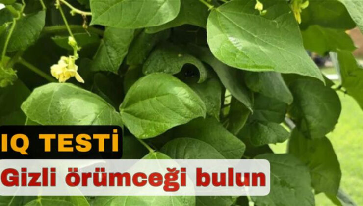 Üstün zeka testi: Örümceği gören “zekiyim” diyebilir…
