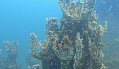 Van Gölü’nde şu ana kadarki en büyük mikrobiyait görüntülendi