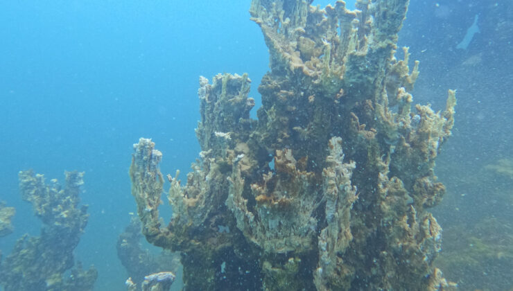 Van Gölü’nde şu ana kadarki en büyük mikrobiyait görüntülendi