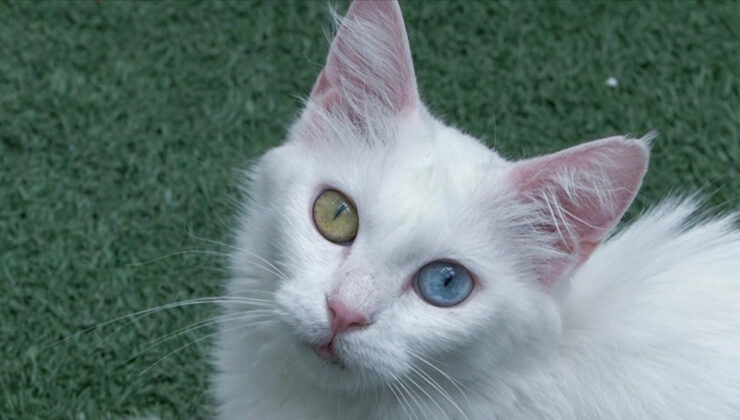 Van kedileri Türkiye’yi sarıyor