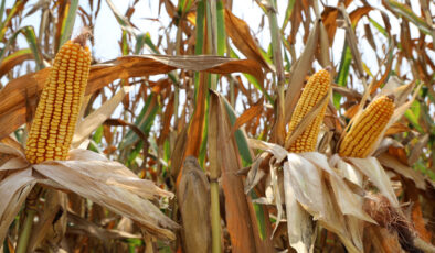 Adana’da mısır hasadı başladı: Bu sene randıman yüksek