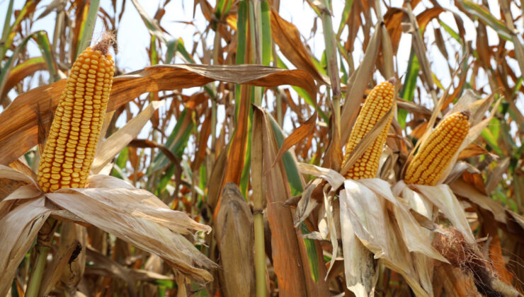 Adana’da mısır hasadı başladı: Bu sene randıman yüksek