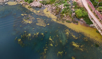 Adana’nın Seyhan Irmağı yosun akınına uğradı: Irmağın kenarı çöplerle doldu