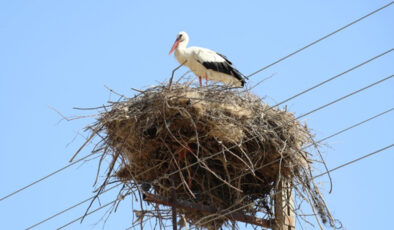 Amasya’nın “Leylekli Köyü” Ortaova yeniden şenlendi
