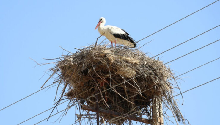 Amasya’nın “Leylekli Köyü” Ortaova yeniden şenlendi