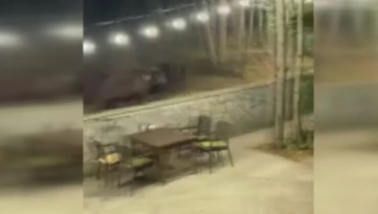 Ankara’da aç kalan ayı restorana indi