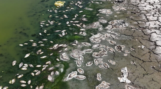 Ankara’daki Kızılca Göleti’nin suyu çekildi: Ölen balıklar kıyıya vurdu