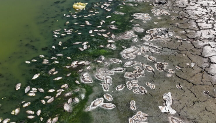 Ankara’daki Kızılca Göleti’nin suyu çekildi: Ölen balıklar kıyıya vurdu
