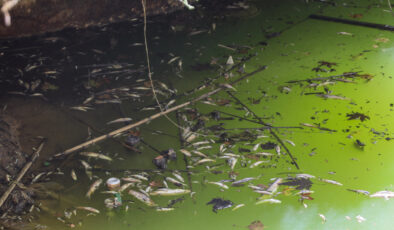 Antalya’da deredeki yüzlerce endemik balık öldü