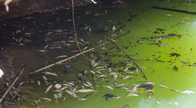 Antalya’da deredeki yüzlerce endemik balık öldü