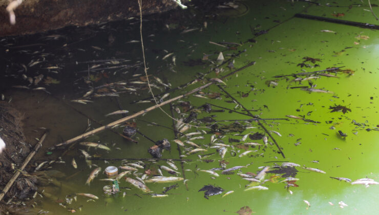 Antalya’da deredeki yüzlerce endemik balık öldü