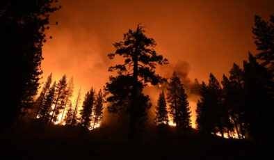 Avrupa kavruluyor: Dünyanın ormanları yangın tehdidi altında
