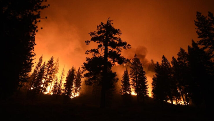 Avrupa kavruluyor: Dünyanın ormanları yangın tehdidi altında