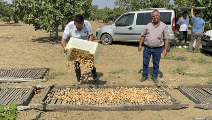 Aydın’da dönemin birinci kuru incirinin kilosu 400 liradan alıcı buldu