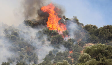 Aydın’daki orman yangını denetim altına alındı
