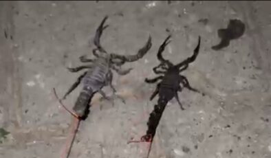 Batman’da bir köyü akrepler bastı