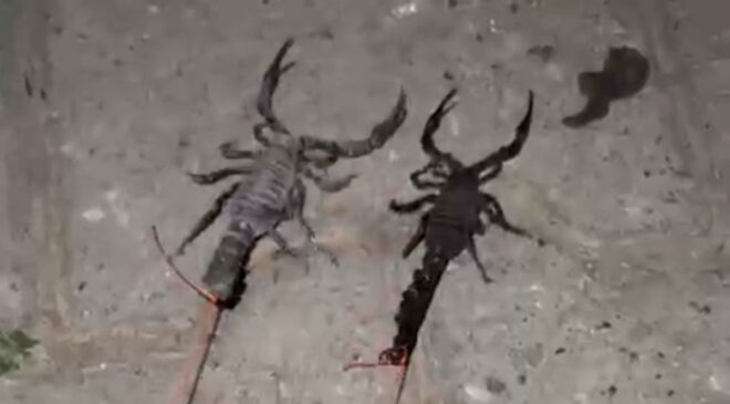 Batman’da bir köyü akrepler bastı