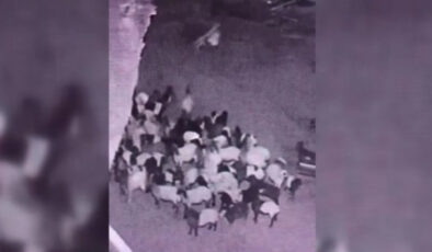Batman’da kurdun ağıldaki koyunu kaçırdığı anlar