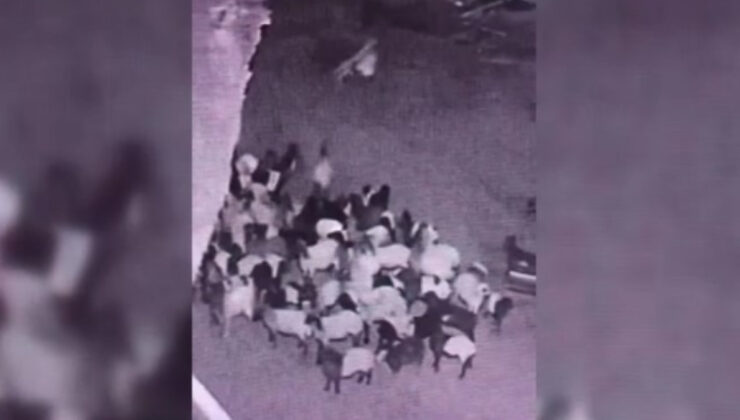 Batman’da kurdun ağıldaki koyunu kaçırdığı anlar