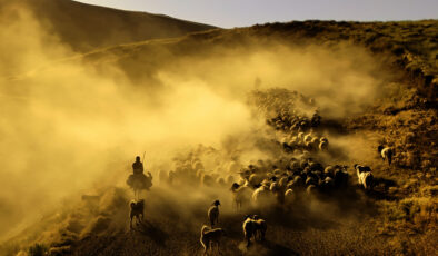 Bitlis’te sürülerin tozlu seyahati havadan görüntülendi