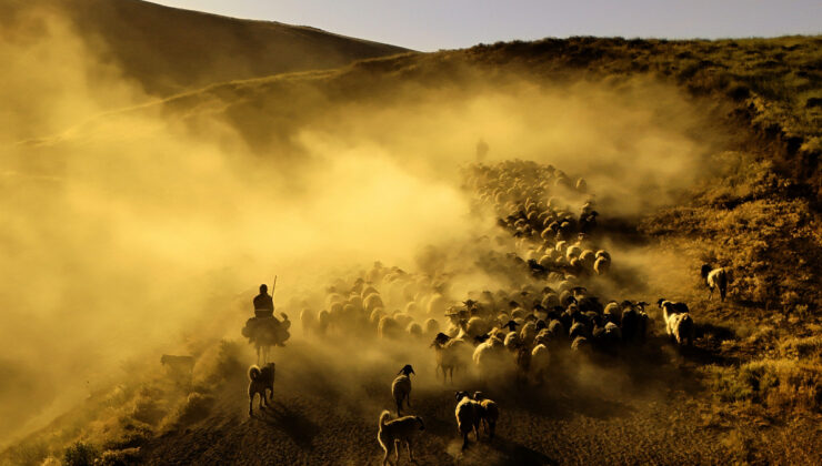 Bitlis’te sürülerin tozlu seyahati havadan görüntülendi