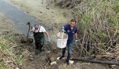 Bolu’da çırpınan onlarca balık kurtarıldı