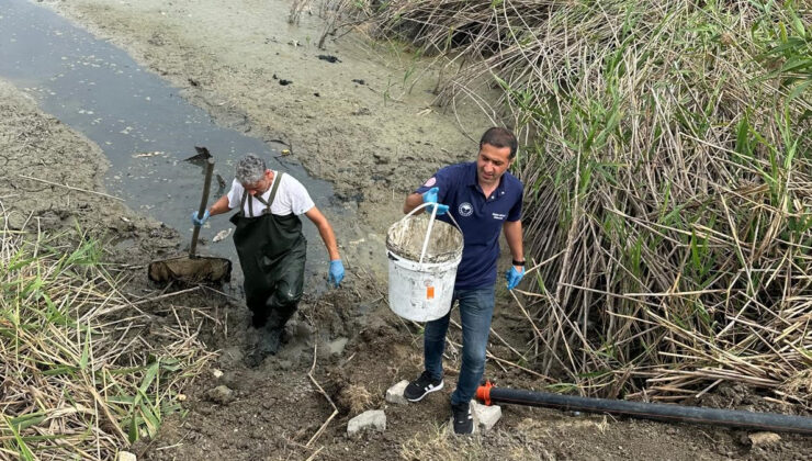 Bolu’da çırpınan onlarca balık kurtarıldı