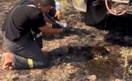 Bolu’da yangından etkilenen kirpiyi takımlar kurtardı
