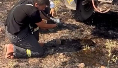 Bolu’da yangından etkilenen kirpiyi takımlar kurtardı