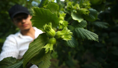 Bu yıl fındıkta 453 bin ton rekorlte bekleniyor