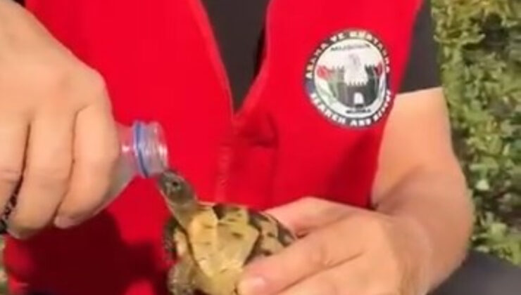 Bursa’da yangından kurtardıkları kaplumbağaya su verdiler