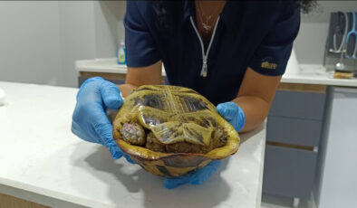 Bursa’da yangından kurtarılan kaplumbağa travma nedeniyle kabuğundan çıkmıyor