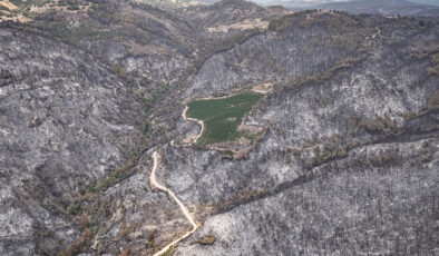 Bursa’daki yangında şaşırtan imaj: 48 dönümlük nektarin bahçesi ziyan görmedi