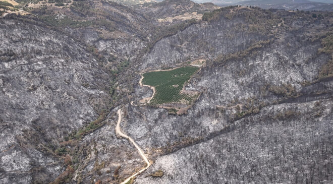 Bursa’daki yangında şaşırtan imaj: 48 dönümlük nektarin bahçesi ziyan görmedi